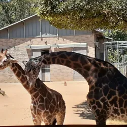 Sacramento Zoo - Arden-Arcade