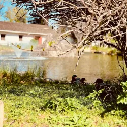 The California State Indian Museum - Arden-Arcade