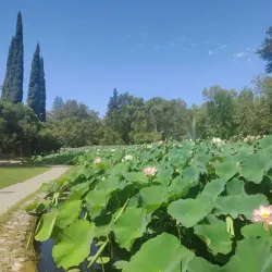William Land Park - Arden-Arcade