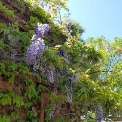 Atascadero Historical Society Museum - Atascadero