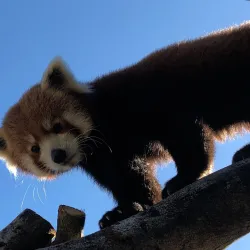 Charles Paddock Zoo - Atascadero