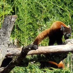 Charles Paddock Zoo - Atascadero