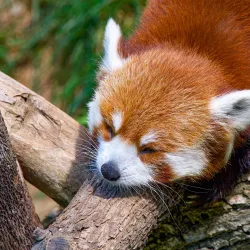 Charles Paddock Zoo - Atascadero