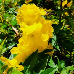 Mitchell Park - Atascadero