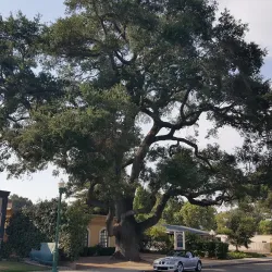 Sunken Gardens - Atascadero