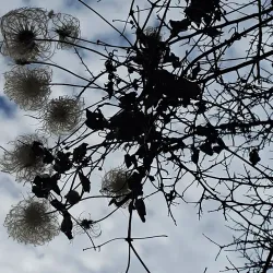 Wild Cherry Trail - Atascadero