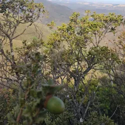 Wild Cherry Trail - Atascadero