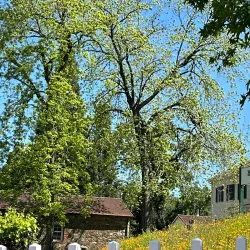 Bernhard Museum Complex - Auburn