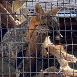 California Area Living Museum (CALM) - Bakersfield