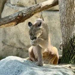 California Living Museum (CALM) - Bakersfield