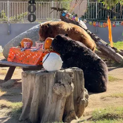 California Living Museum (CALM) - Bakersfield