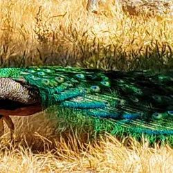 Hart Memorial Park - Bakersfield