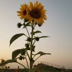Murray Family Farms - Bakersfield