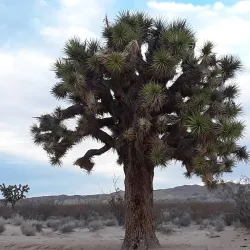 Rainbow Basin Natural Area - Barstow