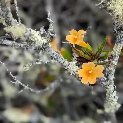 Elfin Forest Natural Area - Baywood-Los Osos