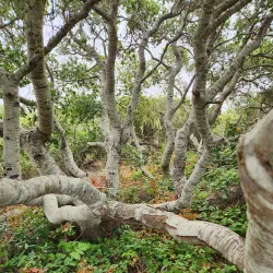 Elfin Forest Natural Area - Baywood-Los Osos
