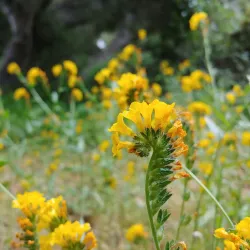 Los Osos Oaks State Natural Reserve - Baywood-Los Osos