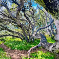 Los Osos Oaks State Natural Reserve - Baywood-Los Osos