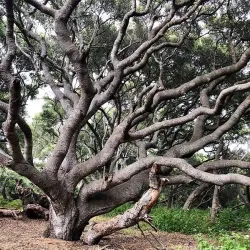 Los Osos Oaks State Natural Reserve - Baywood-Los Osos
