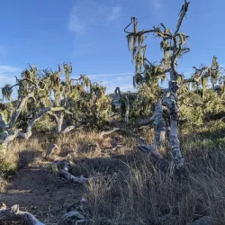 Los Osos Oaks State Natural Reserve - Baywood-Los Osos