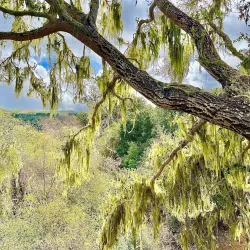 Los Osos Oaks State Natural Reserve - Baywood-Los Osos