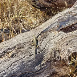 Los Osos Oaks State Natural Reserve - Baywood-Los Osos