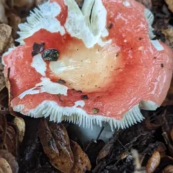 Los Osos Oaks State Natural Reserve - Baywood-Los Osos