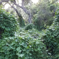 Los Osos Oaks State Natural Reserve - Baywood-Los Osos