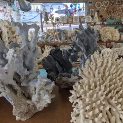 The Shell Shop - Baywood-Los Osos