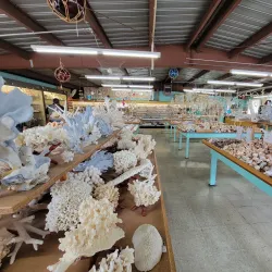 The Shell Shop - Baywood-Los Osos