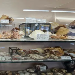 The Shell Shop - Baywood-Los Osos