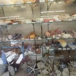 The Shell Shop - Baywood-Los Osos