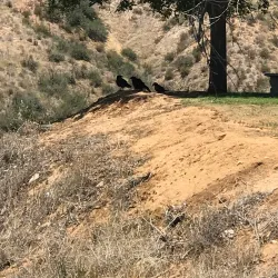 San Gorgonio Memorial Park - Beaumont
