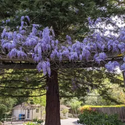 Belmont Community Center - Belmont