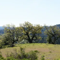 O'Neill Open Space Preserve - Belmont