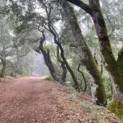 O'Neill Open Space Preserve - Belmont