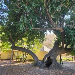 Twin Pines Park - Belmont