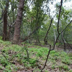 Twin Pines Park - Belmont