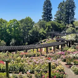 Berkeley Rose Garden - Berkeley