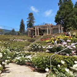 Berkeley Rose Garden - Berkeley