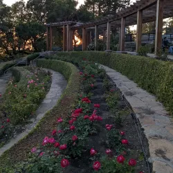 Berkeley Rose Garden - Berkeley