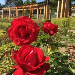 Berkeley Rose Garden - Berkeley