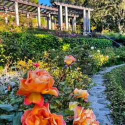 Berkeley Rose Garden - Berkeley