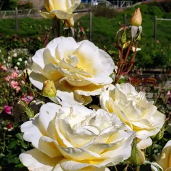 Berkeley Rose Garden - Berkeley