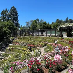 Berkeley Rose Garden - Berkeley