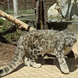 Big Bear Alpine Zoo - Big Bear Lake