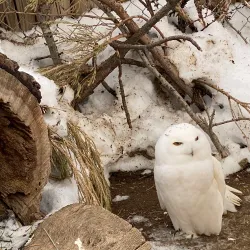 Big Bear Alpine Zoo - Big Bear Lake