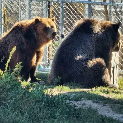 Big Bear Alpine Zoo - Big Bear Lake