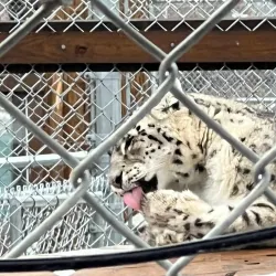 Big Bear Alpine Zoo - Big Bear Lake