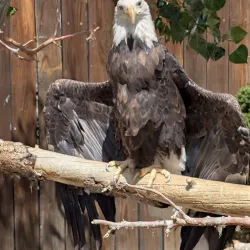 Big Bear Alpine Zoo - Big Bear Lake